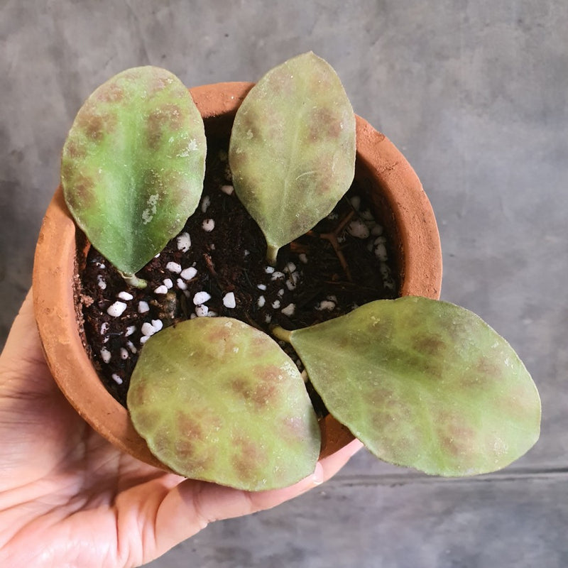 hoya waymaniae Sp Borneo