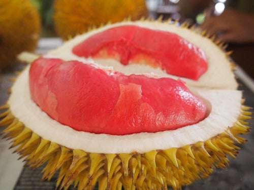 Red Durian Fruit Tree