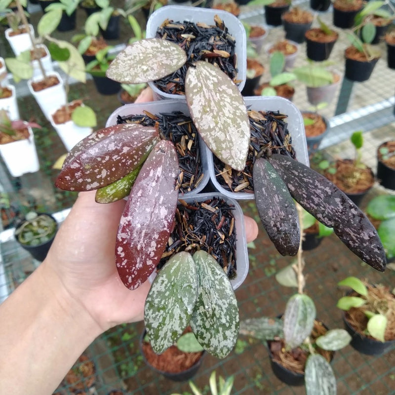 Hoya Sigilatis Sp Borneo