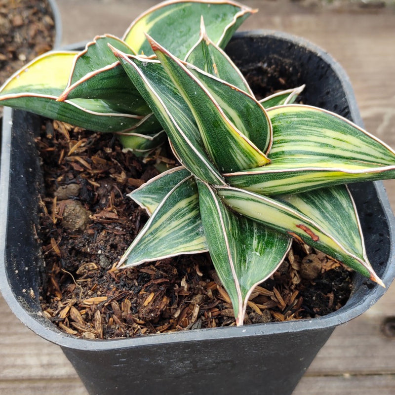 sansevieria samurai dwarf variegated