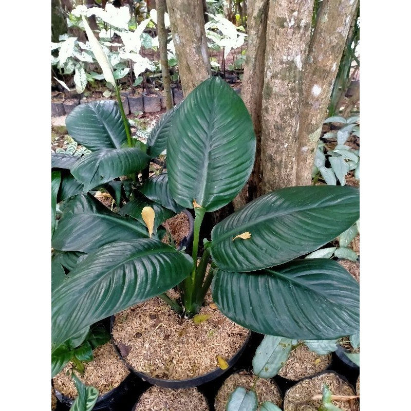 Spathiphyllum Sensation