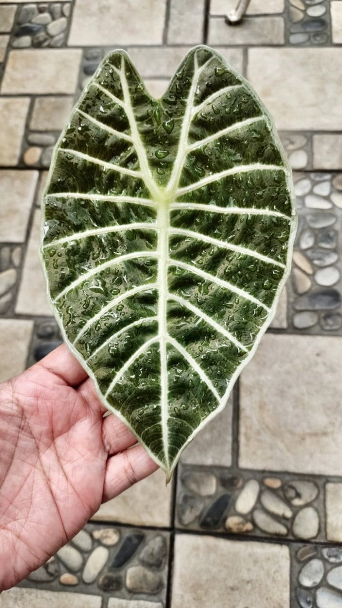 Alocasia Watsonia