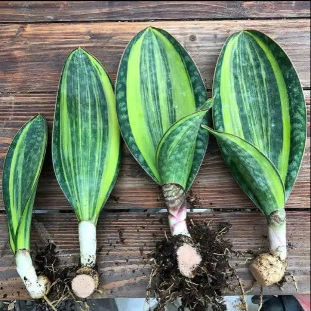 Sansevieria Masoniana Variegated