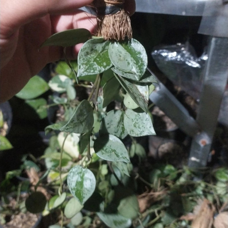 hoya lacunosa silver