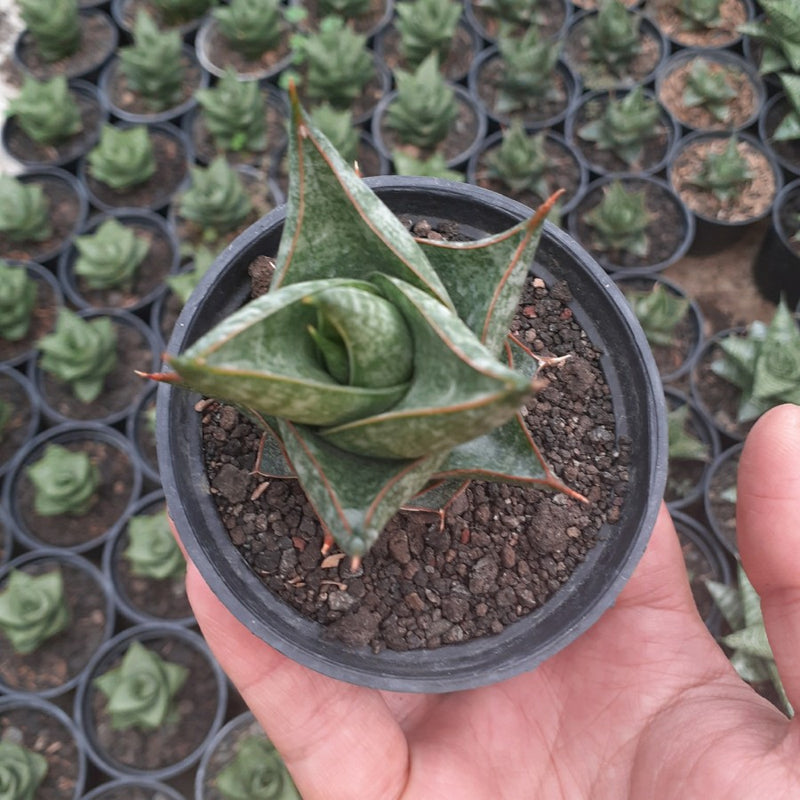 sansevieria balii srikaton