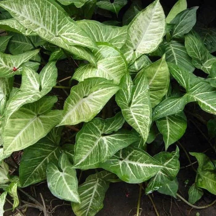 12 Syngonium Podophyllum