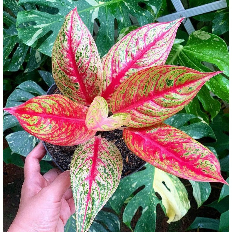 Aglaonema Legacy