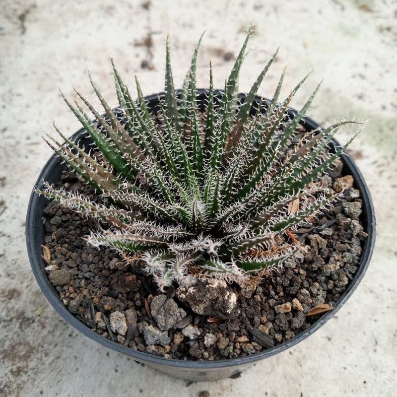 Aloe Haworthioides