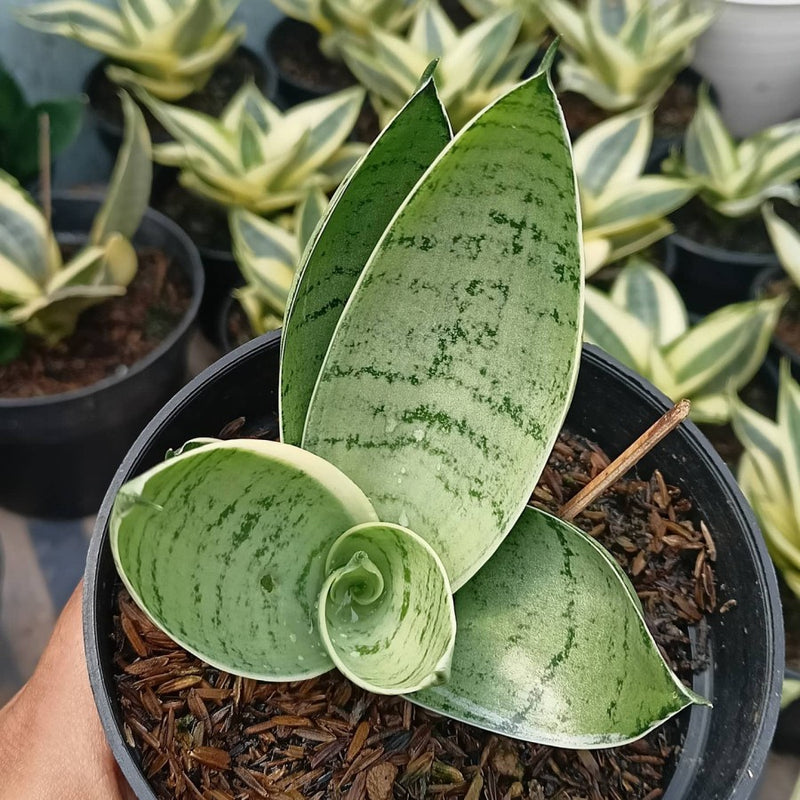 Sansevieria Hahni jade silver