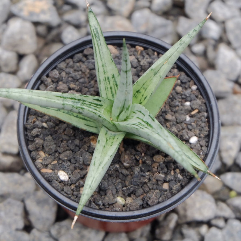 Sansevieria Lady Charm x Bella Silver