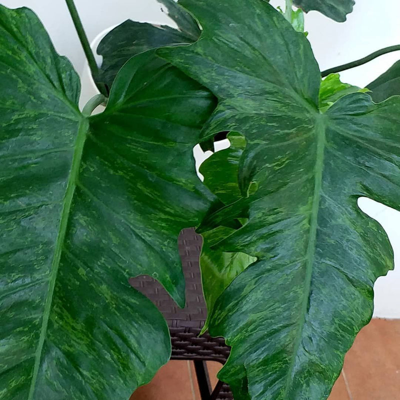 12 Philodendron Golden Dragon Variegata