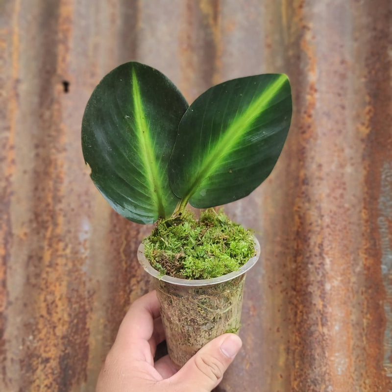 Scindapsus Neon Stripes