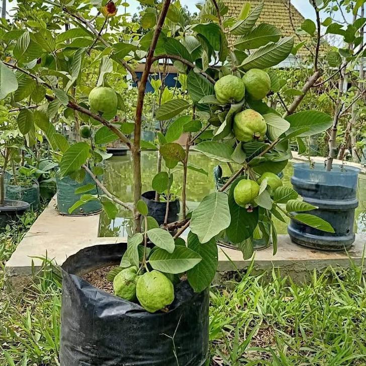 Psidium Guajava L Crystal Guava Bipara Fruit Tree