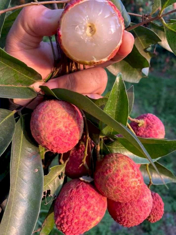 Grafted Red Lychee Fruit Tree Litchi Fruit Tree