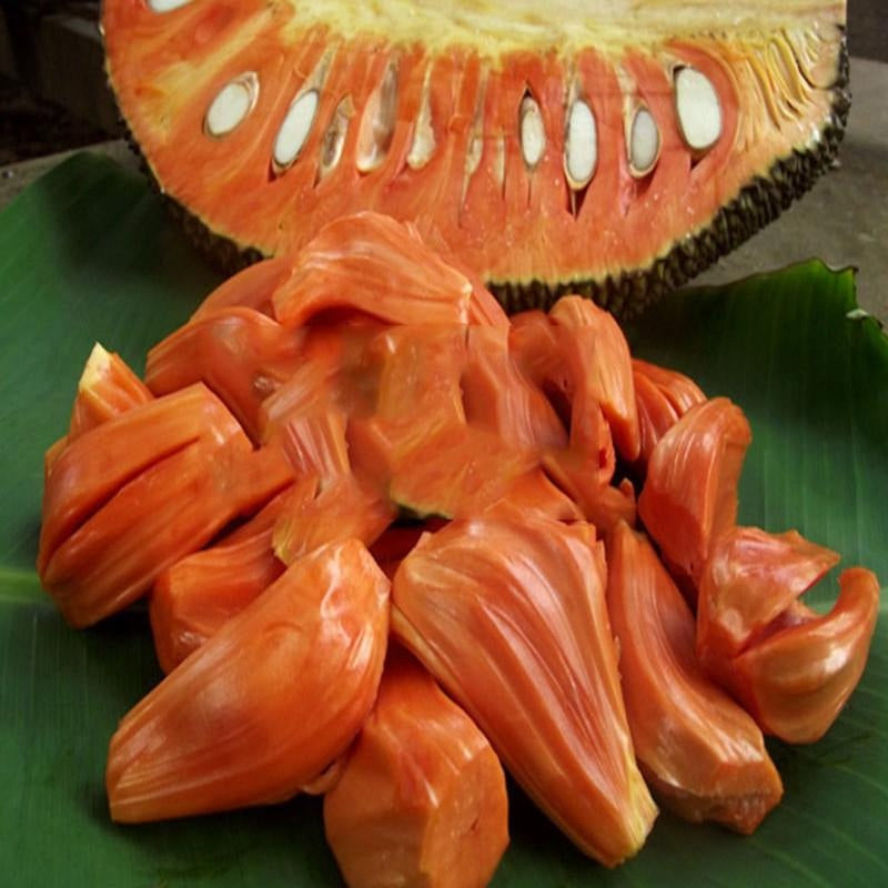 Grafted Red Jack Fruit Tree