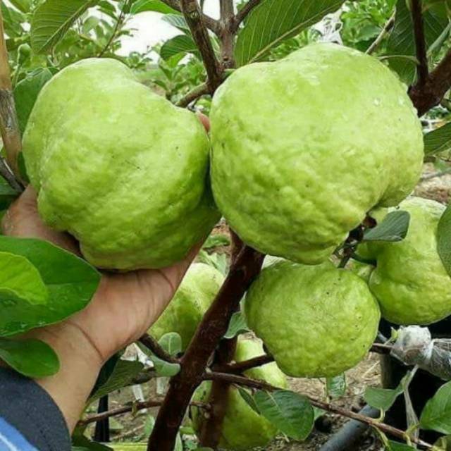 Grafted Seedless White Crystal Guava Fruit Tree