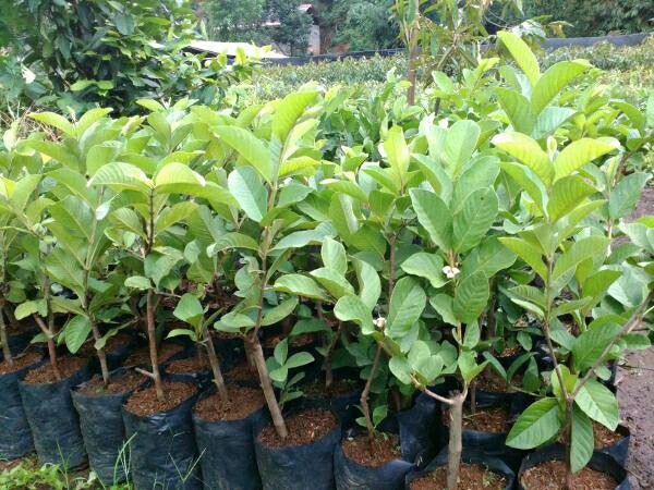 Grafted Seedless White Crystal Guava Fruit Tree