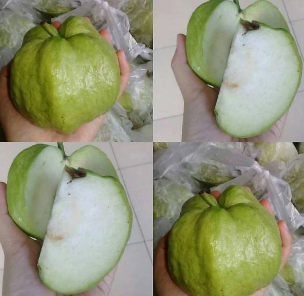 Grafted Seedless White Crystal Guava Fruit Tree